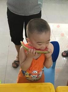 考拉吃瓜,揭秘动物界的“八卦”趣闻