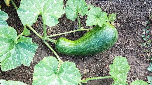 老瓠瓜如何吃,家常美味新体验