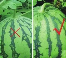 吃瓜群的瓜从哪来的