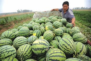 卖瓜人怎么给别人切瓜吃,卖瓜人匠心独运的切瓜技艺