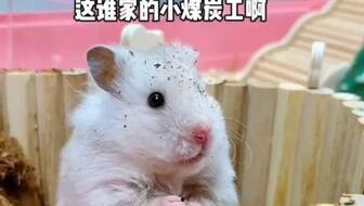 老鼠吃瓜不,揭秘动物世界的奇妙食趣