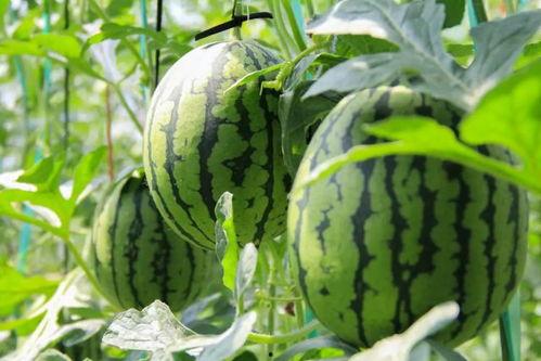 澳门吃瓜免费,免费吃瓜，畅享地道风味