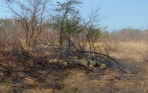 古代大型吃瓜现场,古代盛况空前的大型“吃瓜”狂欢现场