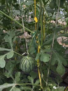 吃瓜珍珠瓜,探寻吃瓜新宠的甜蜜诱惑