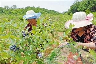 鲁山县吃瓜,品味田园风光