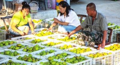 鲁山县吃瓜,品味田园风光