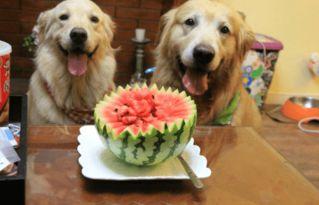 狗可以吃蓝瓜吗,狗狗的禁忌美食还是健康零食？