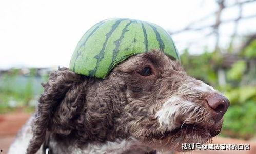 狗可以吃蓝瓜吗,狗狗的禁忌美食还是健康零食？