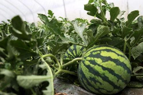 私宠吃瓜,吃瓜群众揭秘豪门秘事