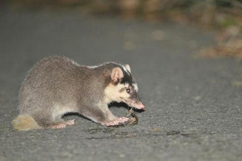 吃瓜的猹类似网名,揭秘网络昵称背后的趣味与智慧