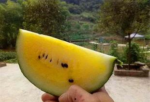 红吃瓜白吃瓜,一场关于瓜的美食盛宴