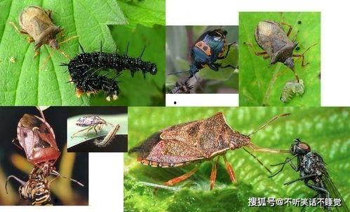 臭屁虫吃瓜视频