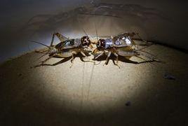 蟋蟀吃瓜,瓜果盛宴中的奇妙探险