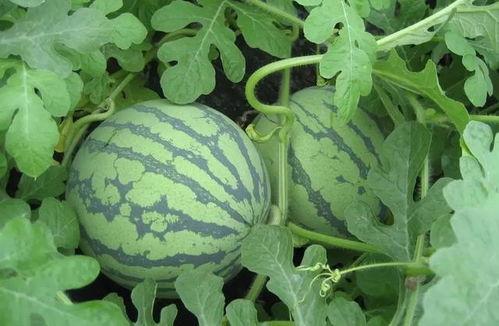 武总吃瓜,揭秘娱乐圈幕后风云