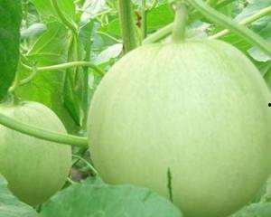 孕妇瓜可以吃吗,孕妇可以放心食用的瓜类水果推荐