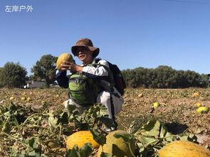 随风吃瓜,揭秘娱乐圈的甜蜜与苦涩