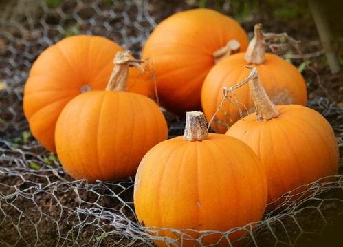 南瓜吃瓜网,揭秘瓜类美食的奥秘与魅力