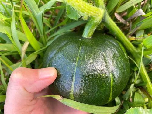 贝贝瓜该怎么吃,解锁美味新体验