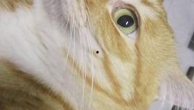 找瓜吃的猫,跟随找瓜吃的猫探寻美食之旅