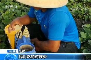 打架吃自己的瓜,一场因打架引发的瓜田风波