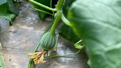 梦见去儿时玩伴瓜地吃瓜