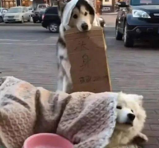 狗狗路边好奇吃瓜