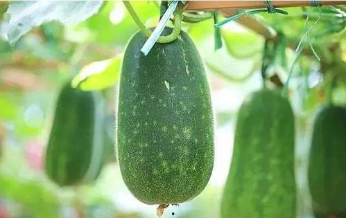 吃啥瓜好,吃啥瓜好，带你领略明星幕后故事