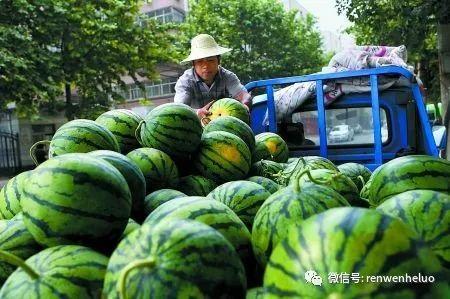 卖瓜吃瓜,揭秘瓜农与食客的奇妙互动